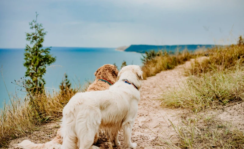 Pet-friendly events and activities in Antalya