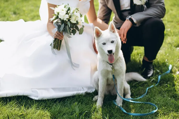 Planning the Perfect Pet-Friendly Wedding in Antalya